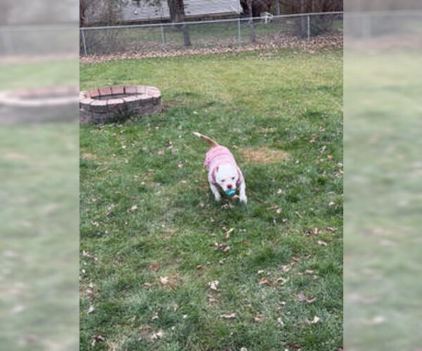 Medium Photo #15 Bulldog-Unknown Mix Puppy For Sale in Crete, IL, USA