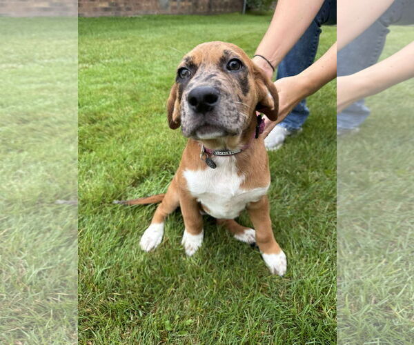 Medium Photo #3 Mutt Puppy For Sale in Duluth, MN, USA