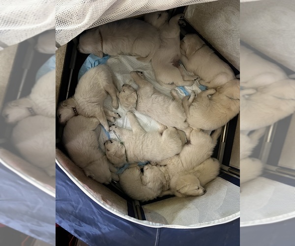 Medium Photo #16 Golden Retriever Puppy For Sale in WILTON, CA, USA