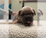 Puppy 4 French Bulldog