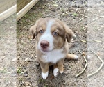 Small Photo #9 Australian Shepherd Puppy For Sale in DOVER, FL, USA