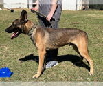 Small #1 Mutt