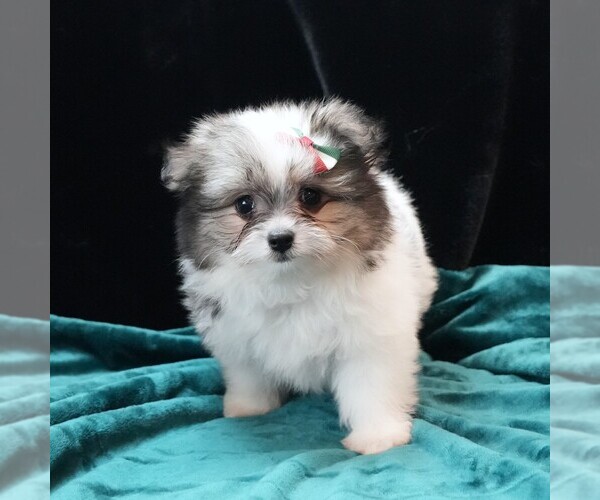 Medium Photo #1 Maltipom Puppy For Sale in ROCK VALLEY, IA, USA