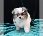Image preview for Ad Listing. Nickname: Ziggy