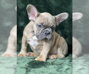 French Bulldog Puppy for sale in ATL, GA, USA