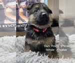 Puppy Puppy 6 German Shepherd Dog