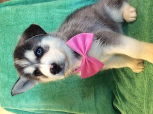 Siberian Husky Puppy for sale in CLAY CITY, KY, USA