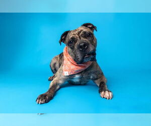 Melody - Female American Pit Bull Terrier-Bulldog Mix Dog for Adoption - Photo #2