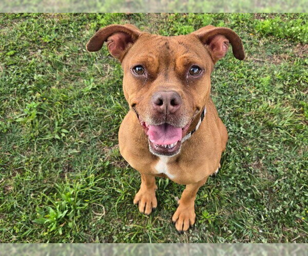 Medium Photo #2 American Pit Bull Terrier Puppy For Sale in Ocala, FL, USA