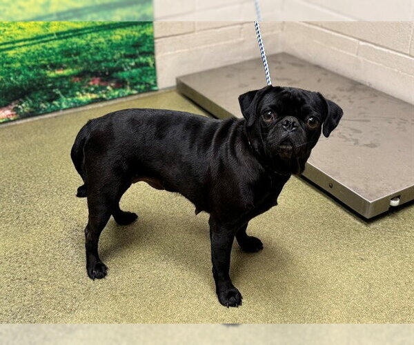 Medium Photo #1 Pug-Unknown Mix Puppy For Sale in Moreno Valley, CA, USA