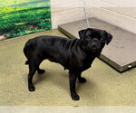 Small Pug Mix