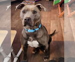 Small #7 American Pit Bull Terrier Mix