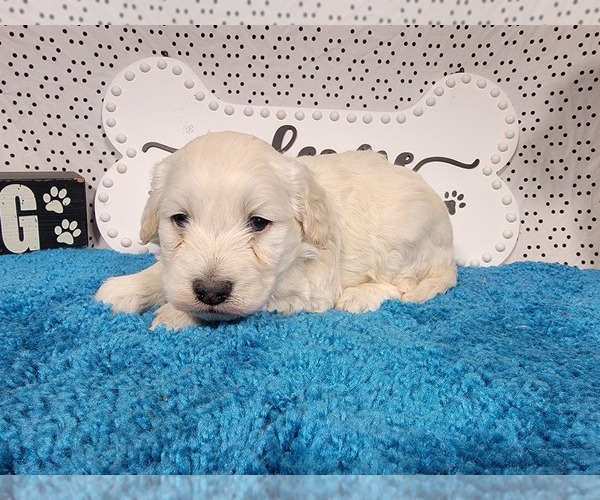 Medium Photo #5 Goldendoodle mix (+ Poodle Toy) Puppy For Sale in BLACK FOREST, CO, USA