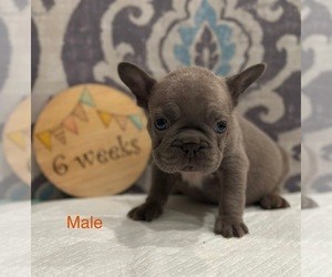 Faux Frenchbo Bulldog Puppy for sale in RIDGEVILLE, SC, USA