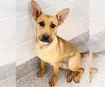 Small #1 Labrador Retriever Mix