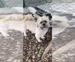 Geoffrey David - Male Shih Tzu Dog for Adoption - Photo #11