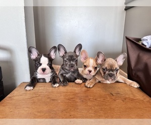 French Bulldog Litter for sale in CROSWELL, MI, USA
