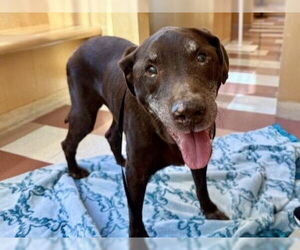 Labrador Retriever Dogs for adoption in Martinez, CA, USA
