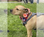Small #6 American Pit Bull Terrier Mix
