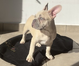 French Bulldog Puppy for sale in SUFFERN, NY, USA