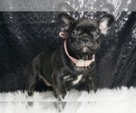 Puppy CoCo AKC French Bulldog