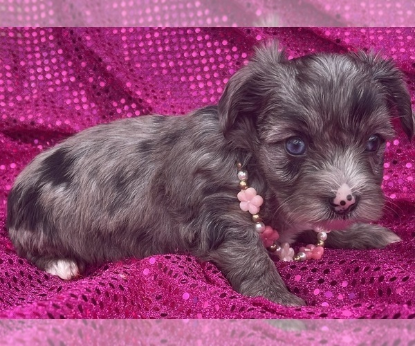 Medium Photo #13 Yorkshire Terrier Puppy For Sale in MIAMI, FL, USA