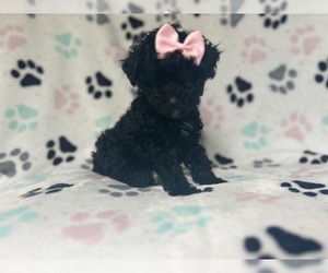 YorkiePoo Puppy for sale in LAKELAND, FL, USA