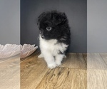 Small #2 Pomeranian-Poodle (Toy) Mix