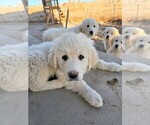Small Photo #5 Golden Pyrenees Puppy For Sale in WELLINGTON, CO, USA