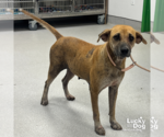 Small #1 Labrador Retriever Mix