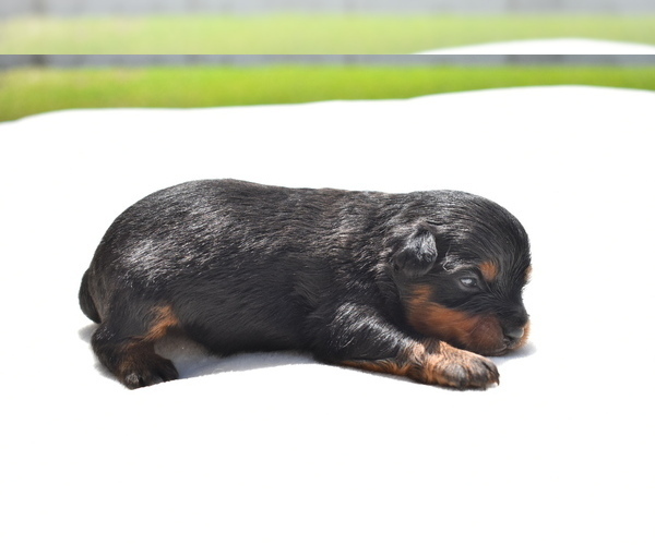 Medium Photo #3 Miniature Australian Shepherd Puppy For Sale in PALM COAST, FL, USA