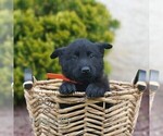 Small #3 Belgian Malinois