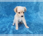 Small #2 Chihuahua Mix