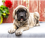 Puppy Paul Mastiff