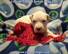 Small Photo #84 Dogo Argentino Puppy For Sale in JANE, MO, USA