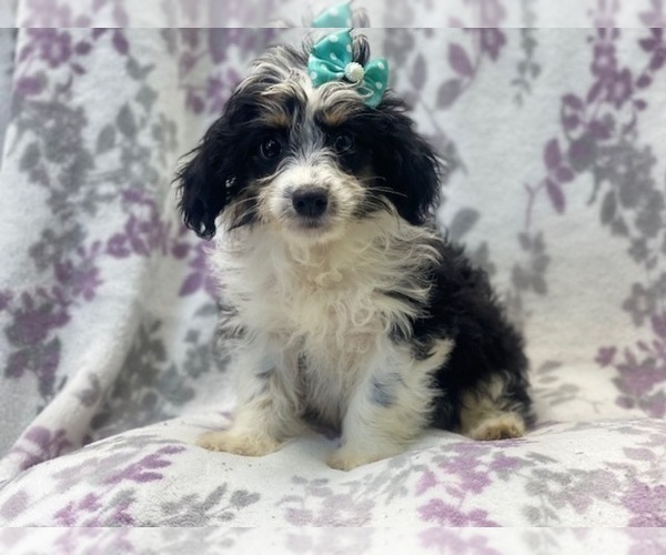Medium Photo #7 Aussiedoodle Miniature  Puppy For Sale in LAKELAND, FL, USA