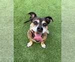 Small #4 American Staffordshire Terrier-Dachshund Mix