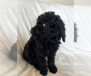 Poodle (Standard) Puppy for sale in CHIPLEY, FL, USA