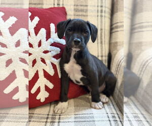 American Bulldog-Labrador Retriever Mix Dogs for adoption in Tarrytown, GA, USA