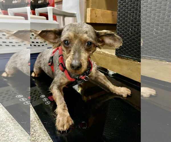 Medium Photo #7 Mutt Puppy For Sale in St. Louis Park, MN, USA