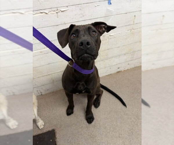 Medium Photo #1 Labrador Retriever-Unknown Mix Puppy For Sale in San Bernardino, CA, USA