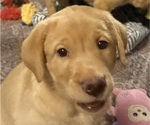 Small Photo #10 Labrador Retriever Puppy For Sale in SPOTSYLVANIA, VA, USA