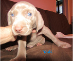 Puppy Yoshi Weimaraner