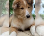 Small Photo #5 Collie Puppy For Sale in CENTERVIEW, MO, USA