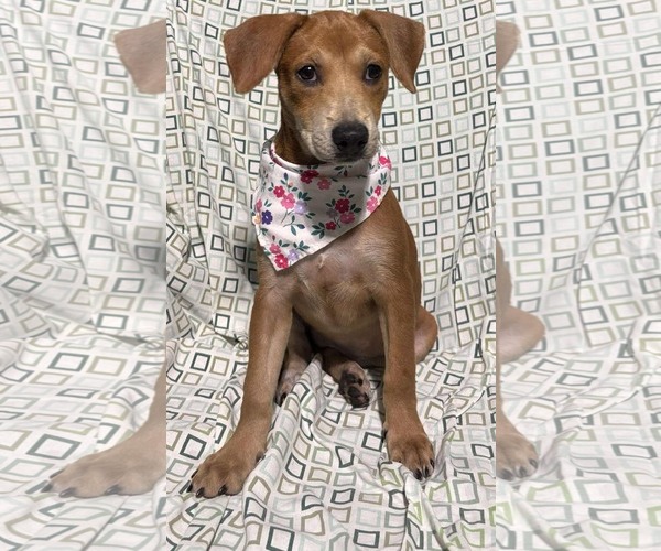 Medium Photo #2 Chihuahua-Unknown Mix Puppy For Sale in NYC, NY, USA