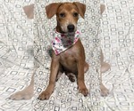 Small #1 Chihuahua Mix