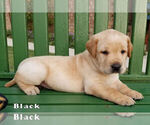 Image preview for Ad Listing. Nickname: Black collar