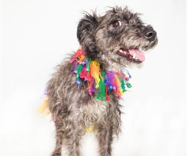 Medium Photo #2 Mutt Puppy For Sale in Phoenix, AZ, USA
