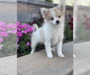 Pomeranian Puppy for sale in CANOGA, NY, USA