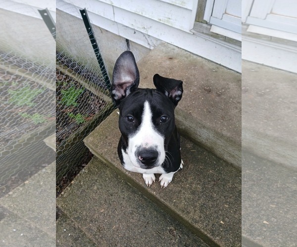 Medium Photo #8 American Pit Bull Terrier-Unknown Mix Puppy For Sale in Germantown, OH, USA